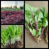 「☆カラフル野菜の小山農園、新作、ベビーリーフ☆」