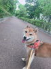 「お引越し・出張単身赴任・長期預かり・ペットホテル新潟市・HappyTail♪」