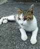 「迷い猫を保護しています【新居浜市役所環境保全課】」