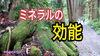 「野菜に必要なミネラル＜初心者向け講座＞　タネのハシモト」