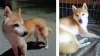 「迷い犬を保護しています【新居浜市役所環境保全課】」