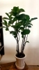 カシワバゴム「涼しさ感じる観葉植物♪」
