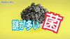 「微生物菌で土つくり　タネのハシモト」