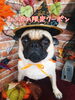 「まいぷれ限定クーポン♪ペットホテル・トリミング特典・HappyTailパグちゃん」