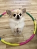 お願い♡ボクにおやつをくだしゃい　by絆　　笑「ましゅまろ幼稚園」