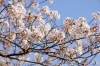 こちらままだまだ元気な桜