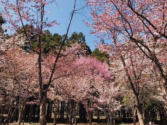 北海道神宮の桜は満開です「GWお休みのお知らせ」