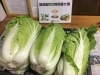 無農薬野菜の白菜です ナーシングケアホーム風凛館のニュース きらきらホットなすしおばら 那須塩原市