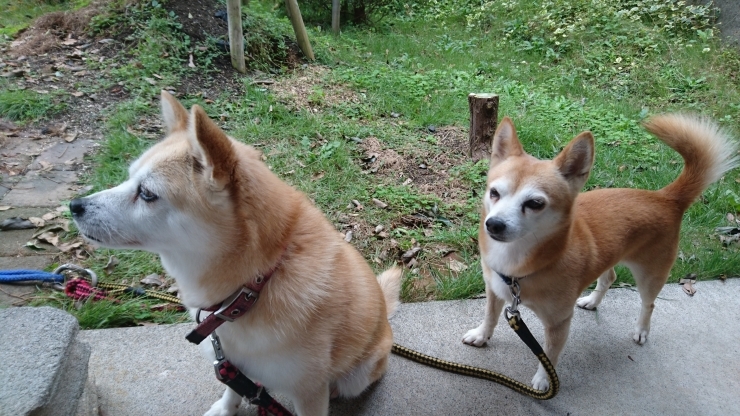 「犬好き♥️  感謝」