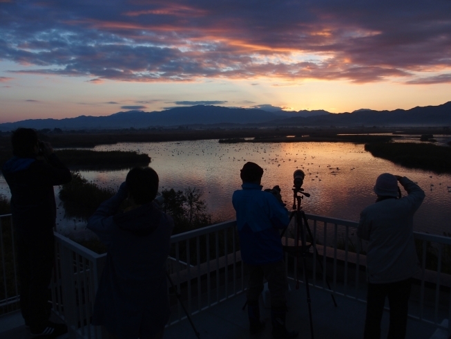 「福島潟でオオヒシクイ、白鳥を観察してみませんか？案内所を開設します！2019秋冬　」