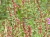 「福島潟自然ウォーク　動植物を観察しながら公園内を散策　2019秋冬」