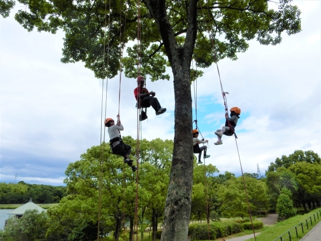 「ツリークライミング　in  山田池公園」