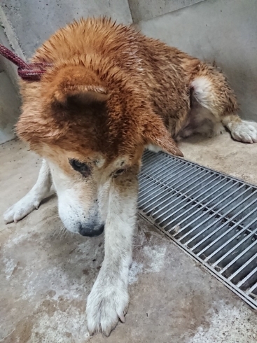 「迷い犬を保護しています【新居浜市役所環境保全課】」