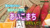 「ほぼ知らない！サツマイモ登場＜あいこまち＞　タネのハシモト」