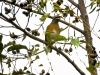 「珍客現る！福島潟で渡り鳥の「マミチャジナイ」が確認されました！」