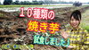 「贅沢!!!１０種類のサツマイモ食べ比べ♪　タネのハシモト」