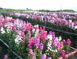 花畑によって、花の値段はちがいます。<br>入園料がいるところもあるので、入るときによく聞きましょう。<br>