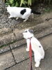 「犬の日」