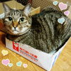 「身体に良い休日の過ごし方は？(　'-' ).｡o(？)」