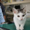奇跡的にちゃんと撮れた一枚。「【里親募集】(ﾐΦ ﻌ Φﾐ)ﾉ」