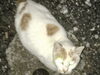 「猫のエサには出来んでしょ！」