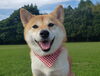 「狂犬病予防注射がまだの方は・・・」