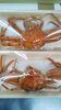 「本日のおすすめ！！コッペカニ【桂の鮮魚店　桂魚伊】」