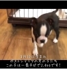 「8月30日生まれ ボストンテリア」