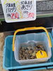 「いやーきましたね生甘エビ✨️✨️✨️
生のやつを是非食べてもらいたい🦐」