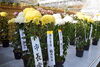 「『菊花展（浦安市）』」