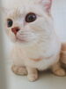 「猫ホテルはHappyTail♪ペットホテル・新潟市アメリカンショート・送迎あり」