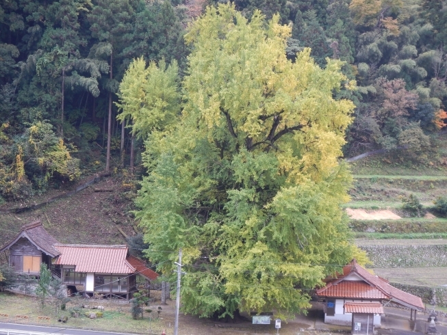 「11月15日の大イチョウの様子」