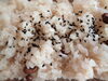 「本日　お赤飯　あります」