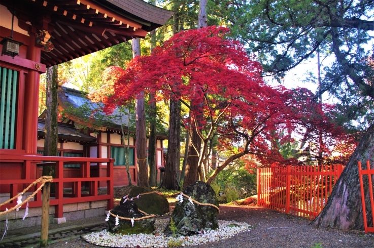 「生島足島神社の紅葉」
