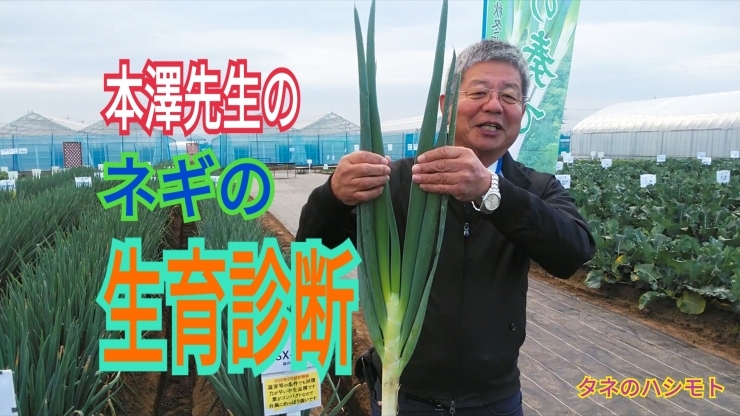 「誰でも判りやすい＜ネギ栽培＞の秘訣!!!【植物生理編】　タネのハシモト」