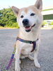 「子犬パピー・しつけ相談・犬の問題行動・新潟市HappyTail」