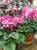 シクラメン「店内は花鉢でいっぱい！」