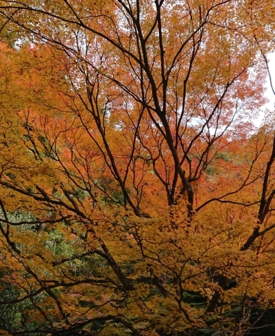 大阪箕面の紅葉「お知らせ★年末年始の営業について…最新版空き状況アップ！！」