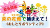 「＜!!急募!!＞福島潟の菜の花畑がピンチです！！むしとりボランティア募集！！ 」