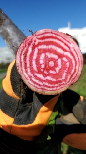 ゴルゴの断面図です！「☆カラフル野菜の小山農園、冬野菜も旬を迎えました☆」