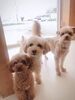 「HappyTail新潟市のペットホテル・アクセス抜群♪送迎あり♪トリミングあり」