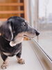 「デキるワンちゃんに育てる♪しつけ相談HappyTail・犬の問題行動改善」