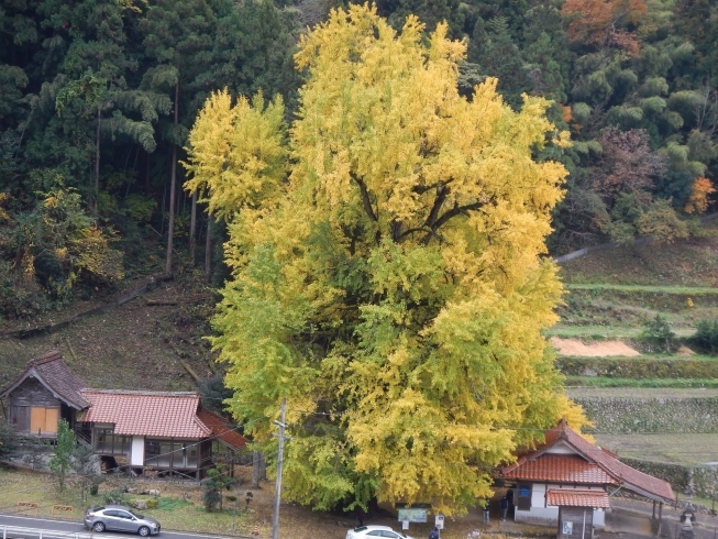 「11月22日の大イチョウの様子（見頃になりました）」