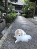 「理由を説明するときのbecause　 as  sinceの使い分け。」