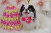 Happybirthday　ココアちゃん「Anniversaryphoto　(^O^)」