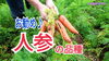 「人参の違い!!!　種まきから収穫へ　タネのハシモト」