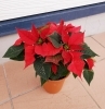 ポインセチア(マグマ)「ポインセチア」