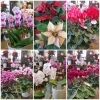 昨日入荷の花鉢「またたくさん入荷しました！」