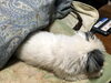 小鉄「親と子と犬と」