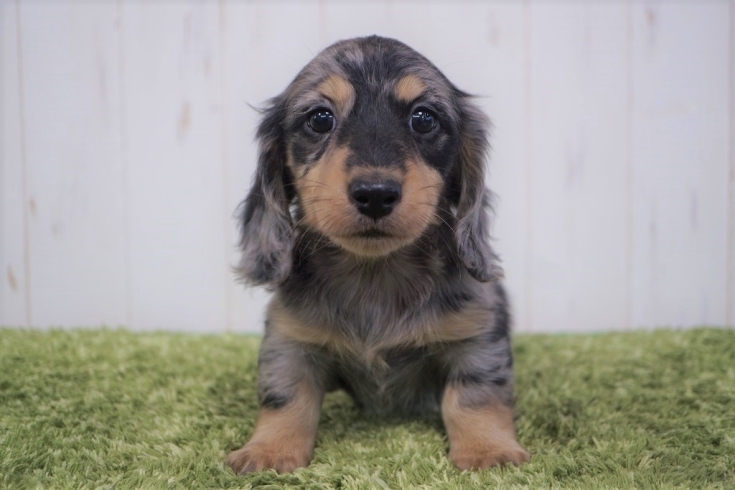 シルバーダップル＆イエロー「子犬がうまれています」